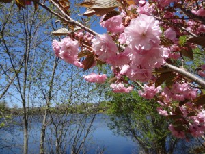 Spring at Ell Pond Park