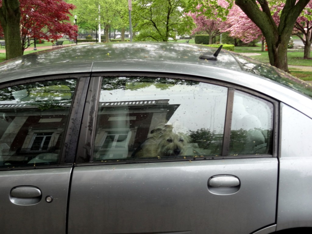 Nina Waiting in the Car